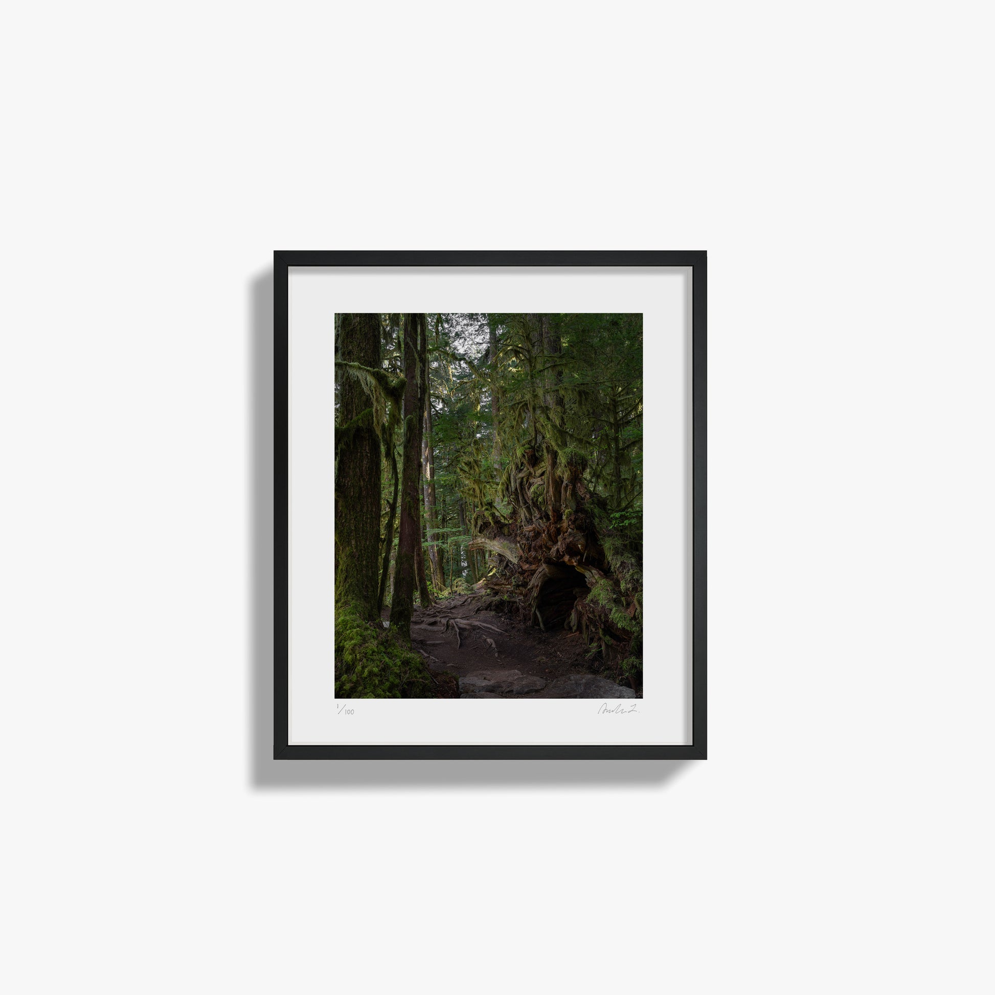 In The Forest