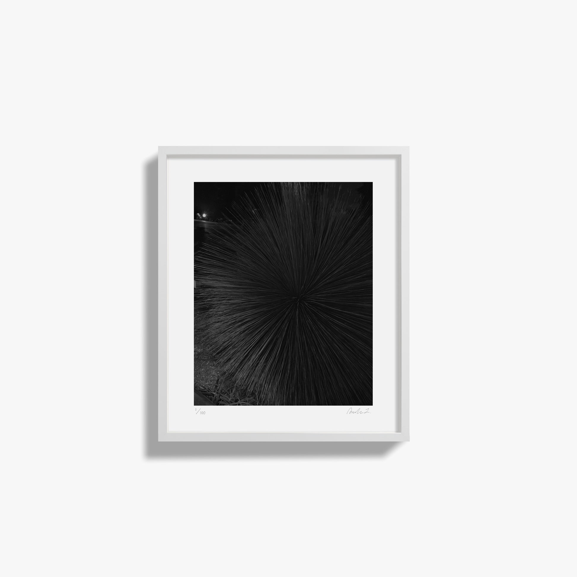 Study of a Tropical Plant, Night II