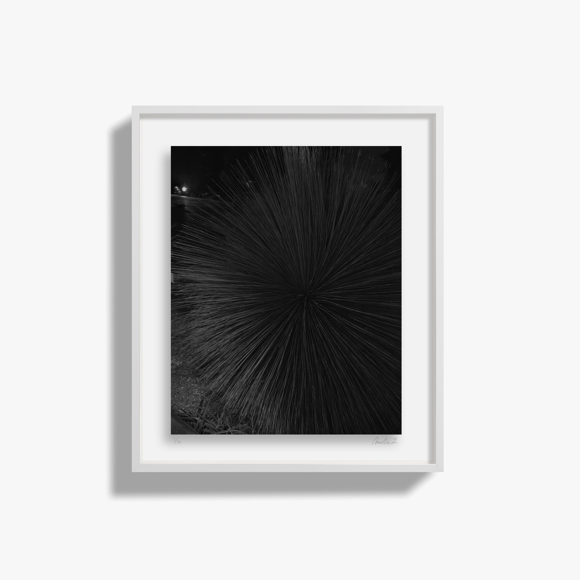 Study of a Tropical Plant, Night II