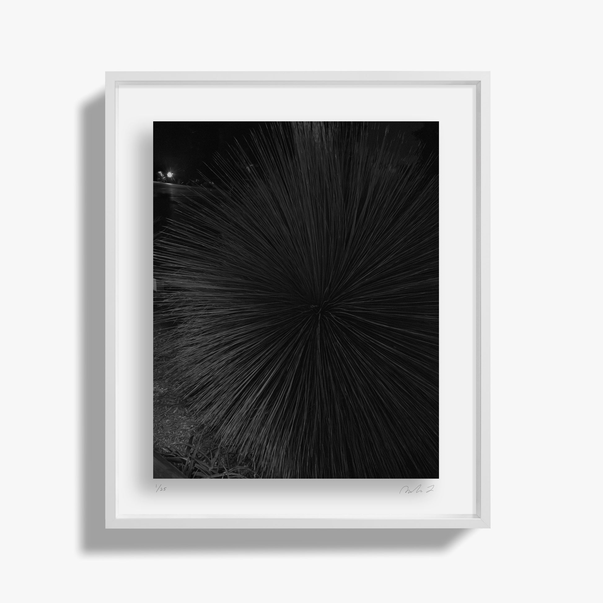 Study of a Tropical Plant, Night II