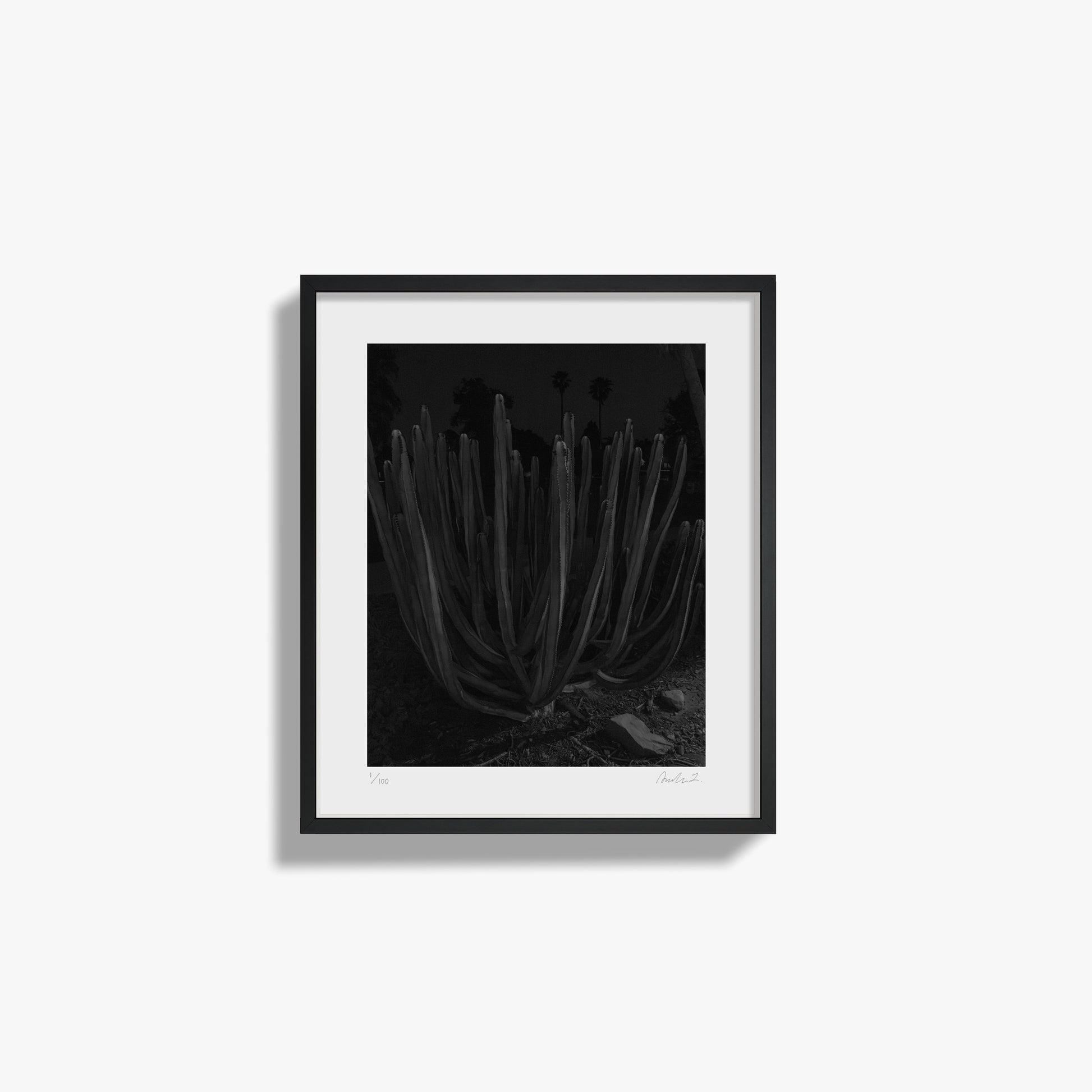 Plants, Night Study I