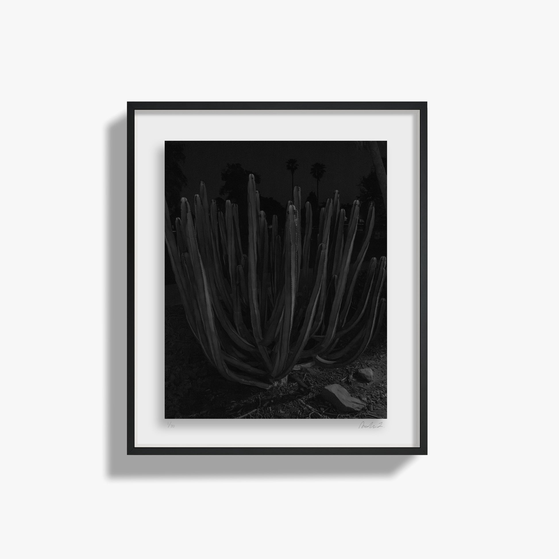 Plants, Night Study I