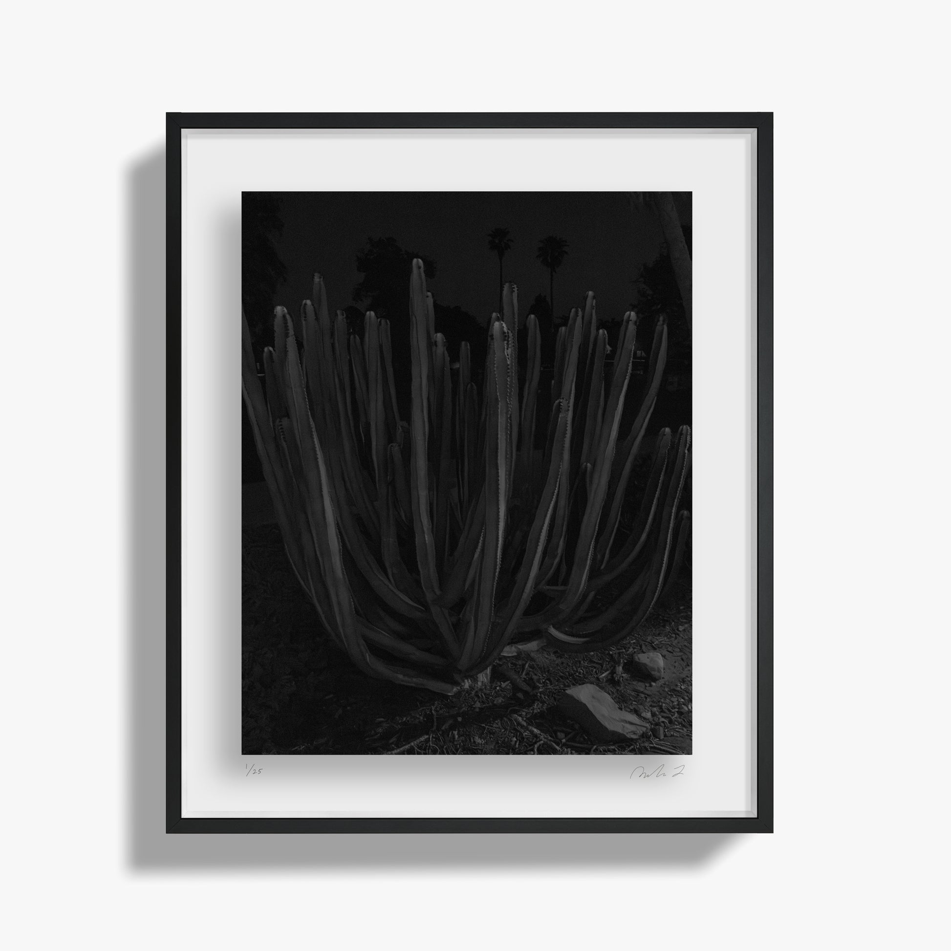Plants, Night Study I