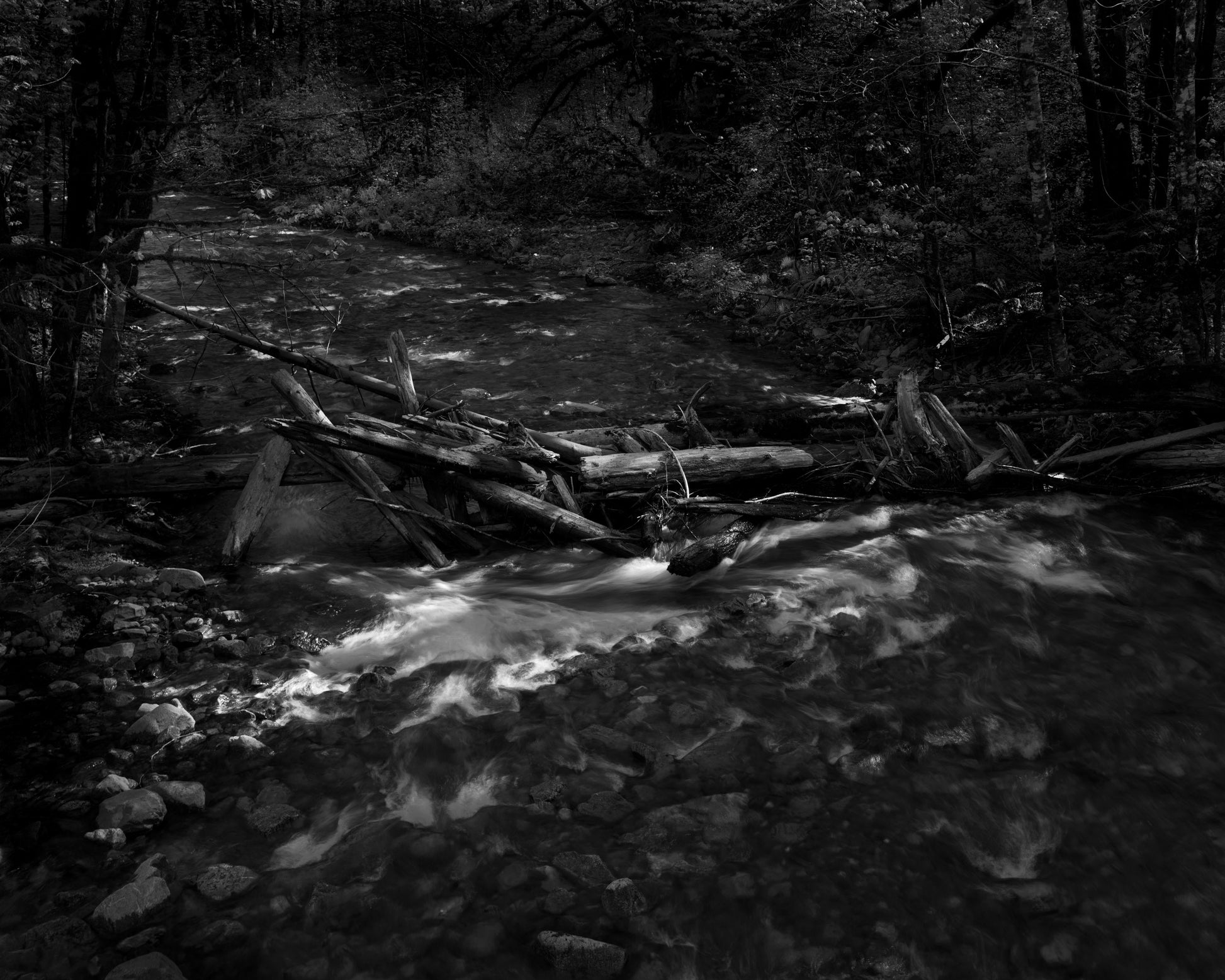 In the Forest II