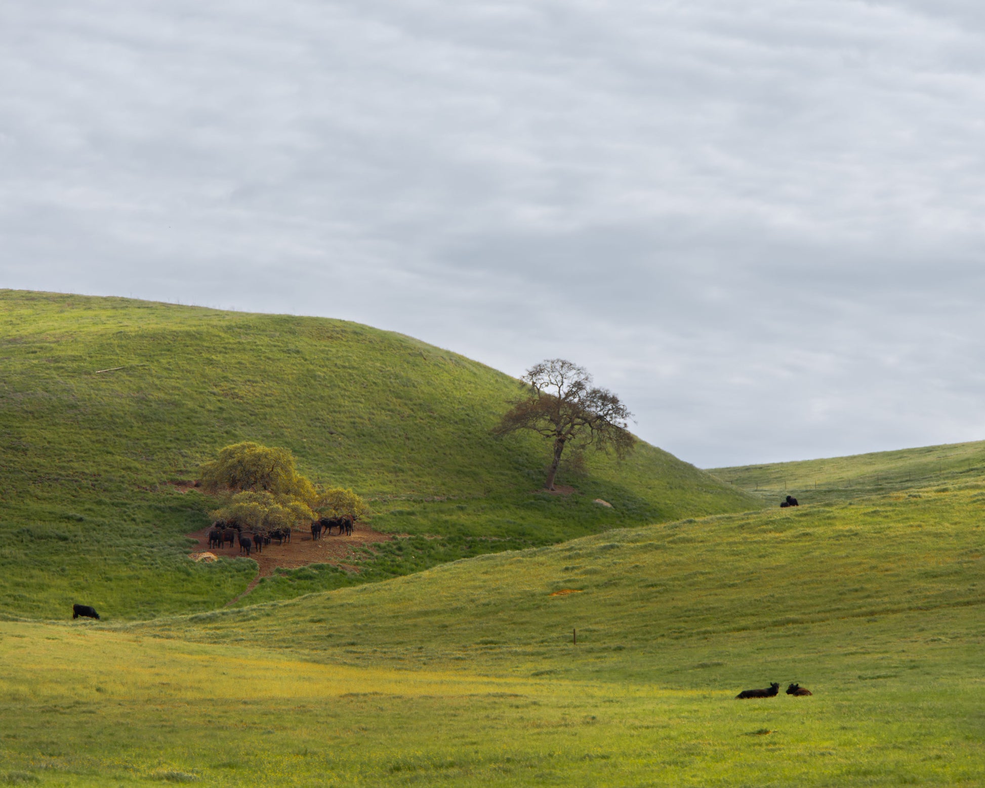 Life, Rolling Hills II