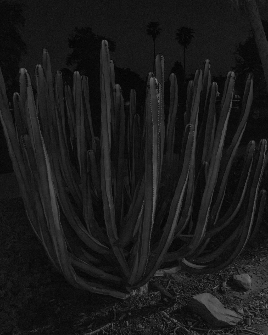 Plants, Night Study I