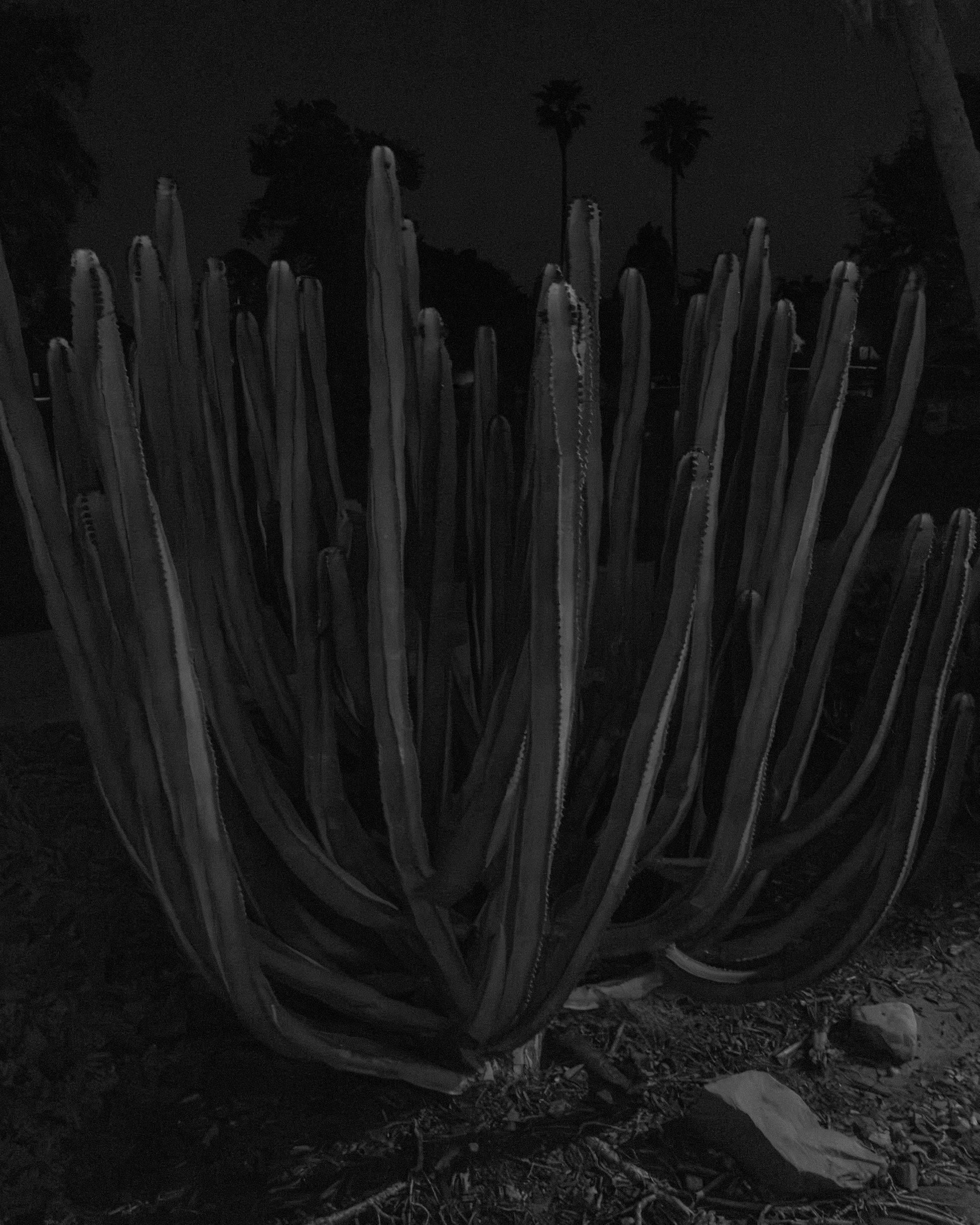 Plants, Night Study I
