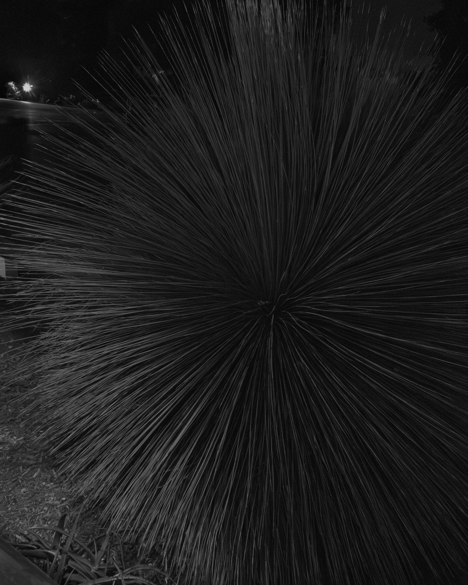 Study of a Tropical Plant, Night II